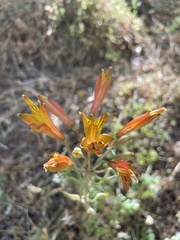 Alstroemeria ligtu