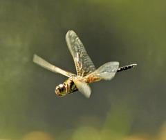 Hydrobasileus brevistylus