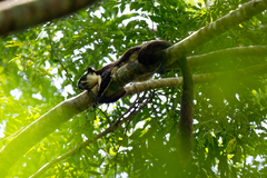 Ratufa bicolor