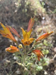 Alstroemeria ligtu