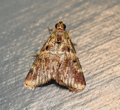 Orthaga atribasalis