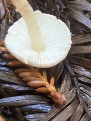 Verrucosporaceae
