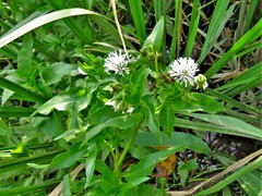 Gymnocoronis spilanthoides