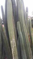 Trichocereeae