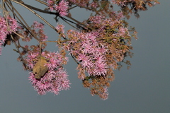Chionanthus pubescens