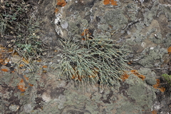 Ephedra monosperma