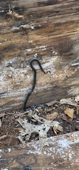 Lampropeltis holbrooki