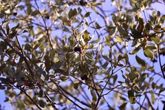 Quercus engelmannii