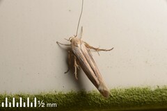 Stathmopoda