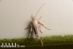 Stathmopoda