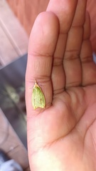 Pisinidea viridis