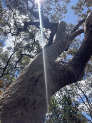 Angophora costata