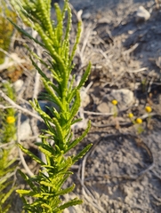 Heliotropium stenophyllum
