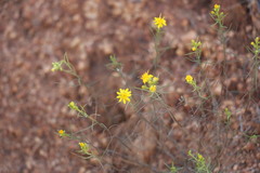 Gutierrezia californica