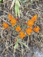 Alstroemeria ligtu