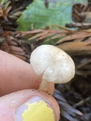 Verrucosporaceae