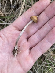 Psilocybe azurescens