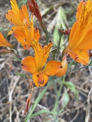 Alstroemeria ligtu