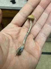 Psilocybe azurescens