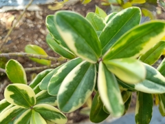 Wikstroemia indica