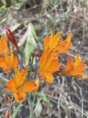 Alstroemeria ligtu