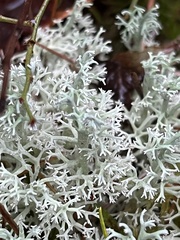 Cladonia arbuscula
