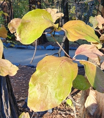 Cornus nuttallii