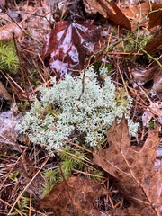 Cladonia arbuscula