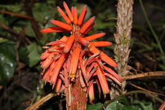 Aloe arborescens