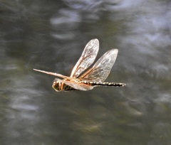 Hydrobasileus brevistylus