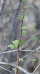 Ribes indecorum