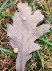 Acraspis pezomachoides