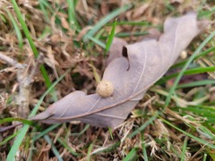 Acraspis pezomachoides