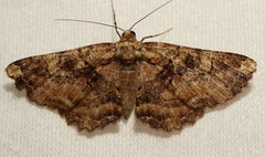 Paradromulia ambigua