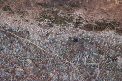 Selaginella cinerascens