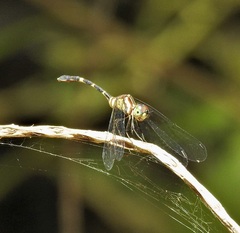 Nannophlebia eludens