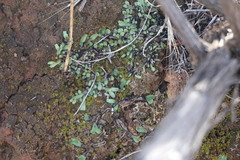 Targionia hypophylla