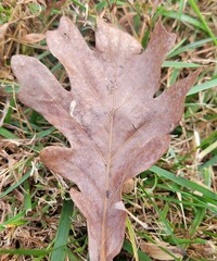 Acraspis pezomachoides