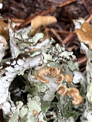 Platismatia tuckermanii