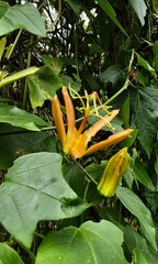 Passiflora herbertiana