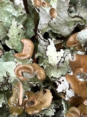 Platismatia tuckermanii