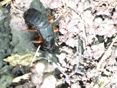 Dinothenarus badipes