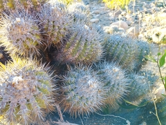 Copiapoa