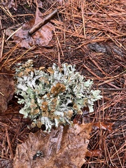 Platismatia tuckermanii