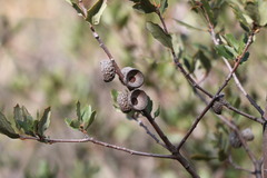 Quercus berberidifolia