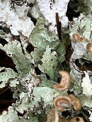 Platismatia tuckermanii