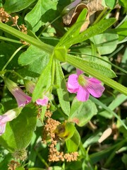 Oxalis debilis