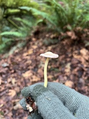 Collybiopsis peronata