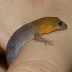 Gonatodes antillensis