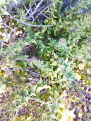 Ophryosporus triangularis